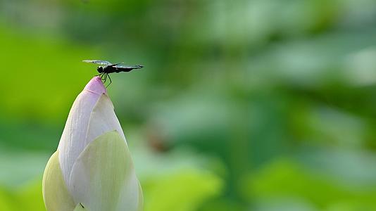夏日荷花花朵上的蜻蜒视频的预览图
