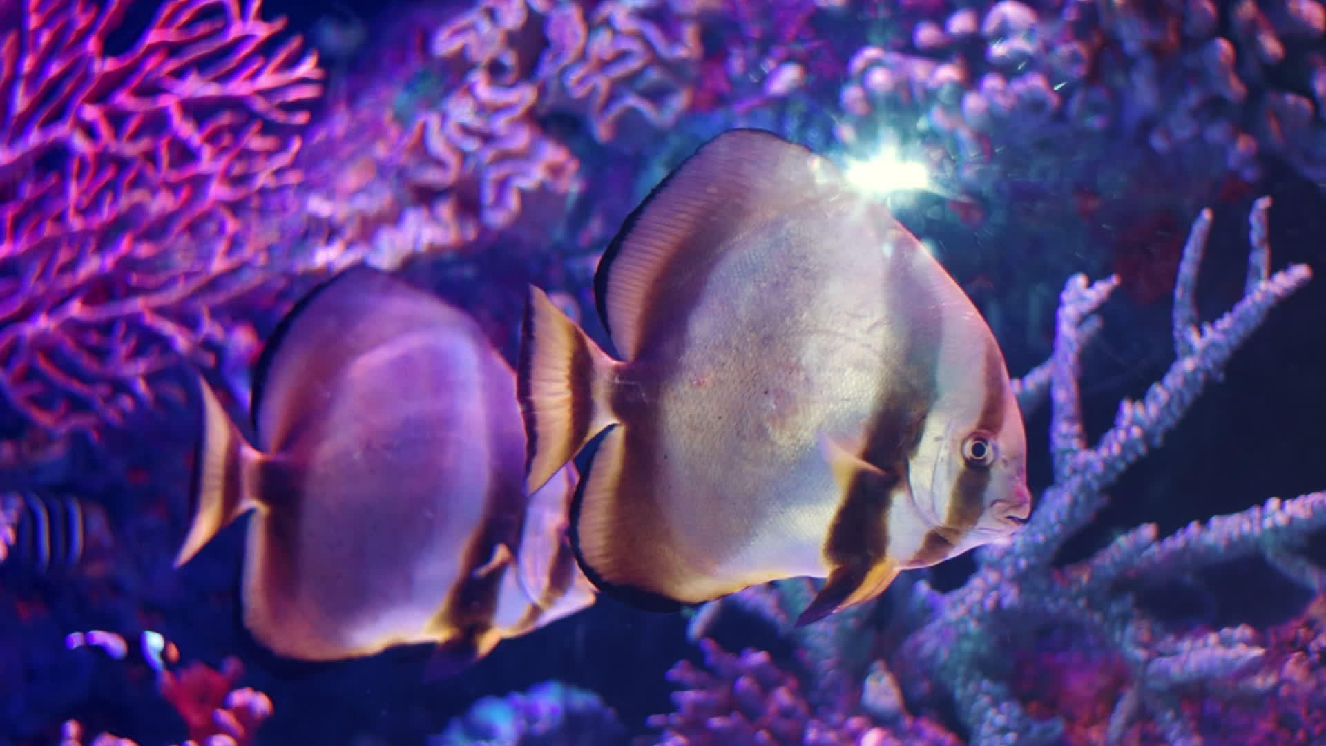 水底世界水中的小鱼视频的预览图