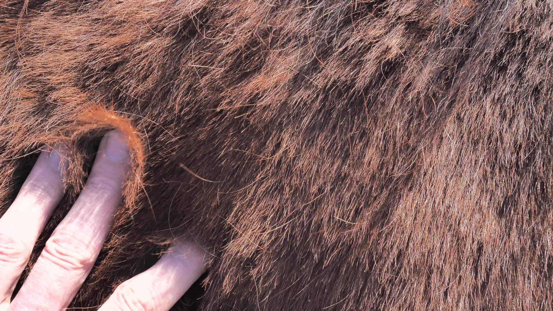 农夫抓住棕色温血高级马背部和肩部毛皮上的污垢和污垢视频的预览图