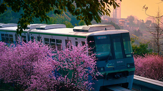 春天重庆轻轨穿越桃花风光视频的预览图