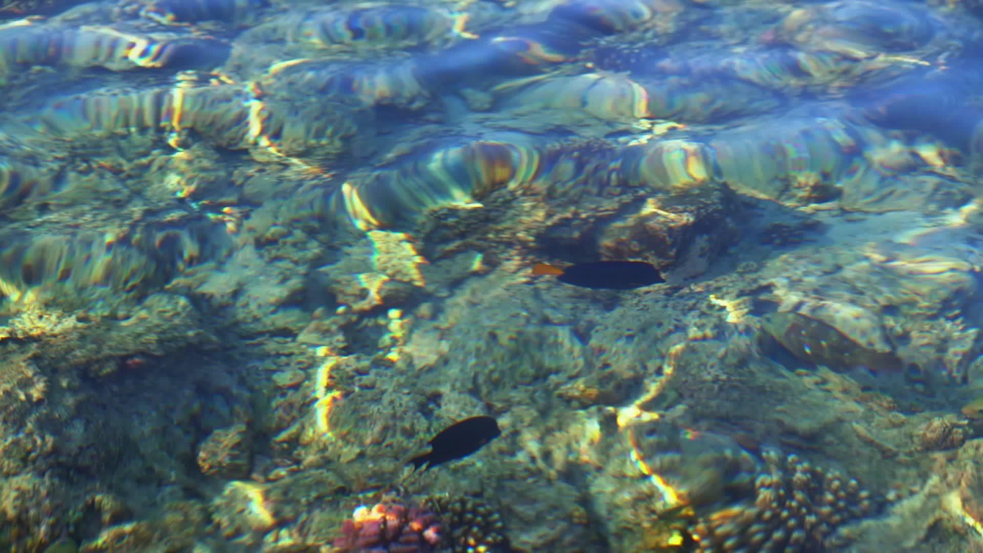 珊瑚礁上的阳光反射视频的预览图