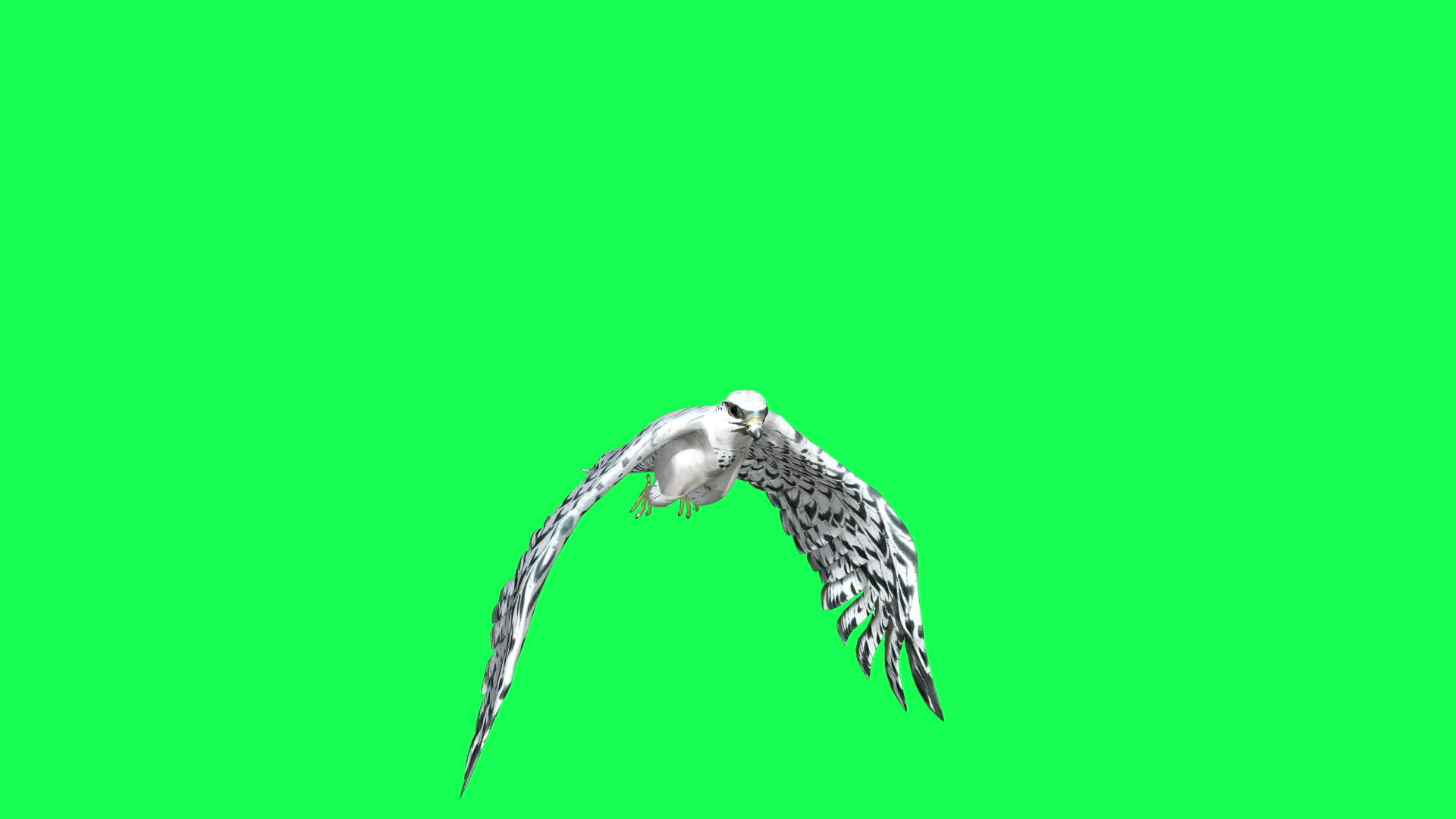 猎鹰在绿色屏幕上滑翔和飞行猛禽D动画视频的预览图