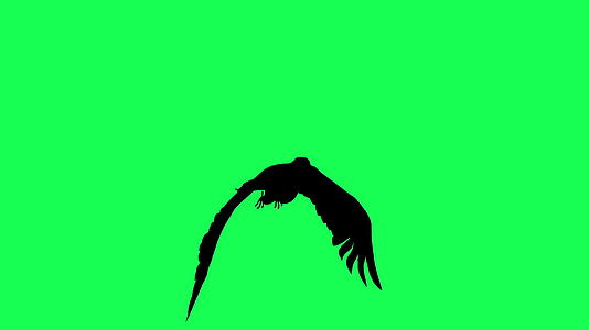 绿屏上的3d飞鹰滑翔和拍摄动画短片视频的预览图