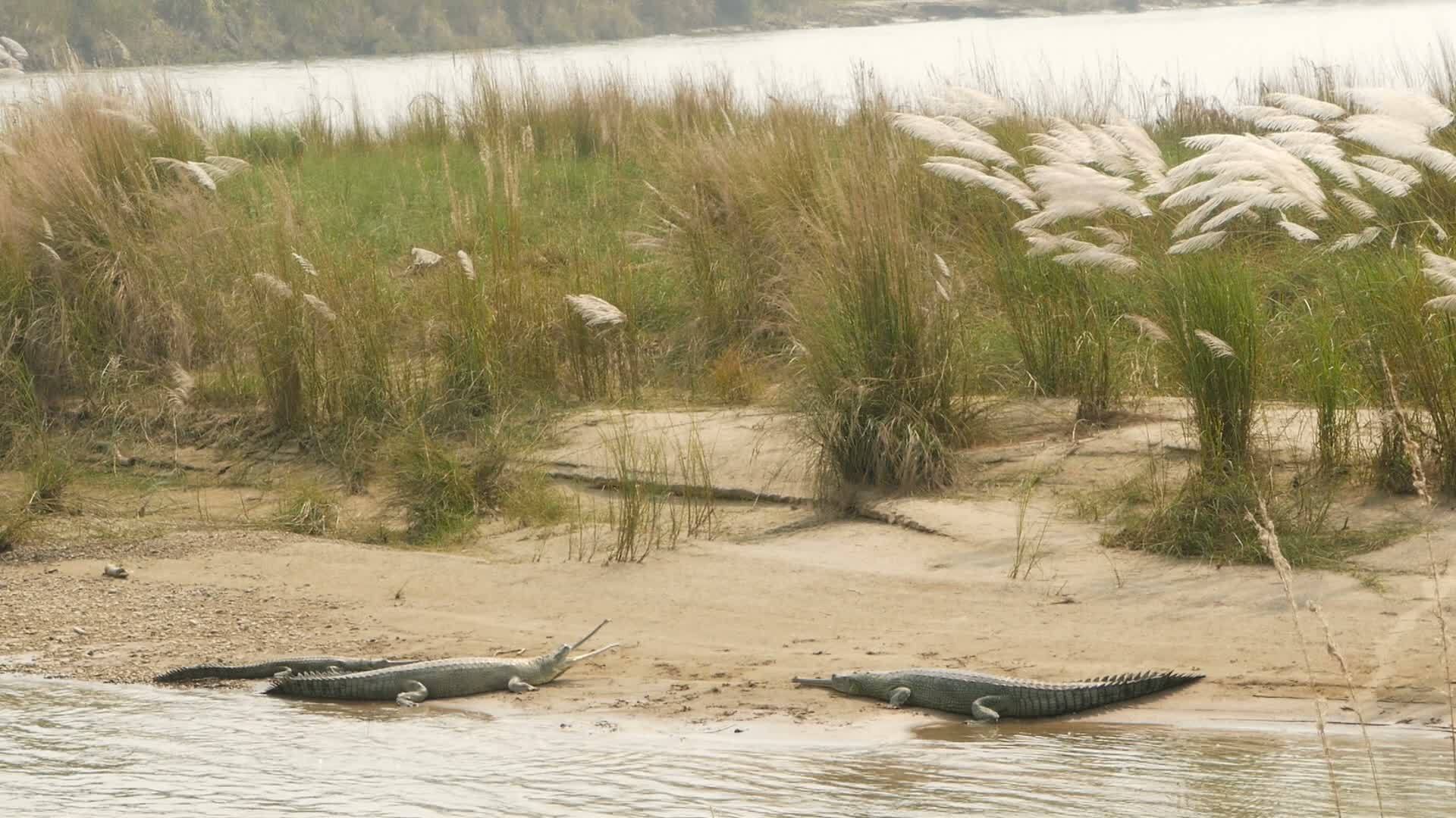 尼泊尔奇旺国家公园rapti在河海滩上放松的大型Gharial视频的预览图