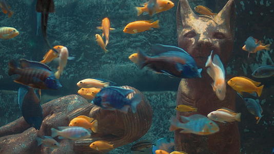 水底世界水中的小鱼视频的预览图