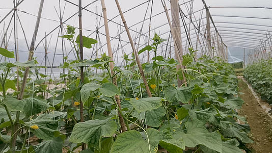 大棚种植蔬菜黄瓜视频的预览图