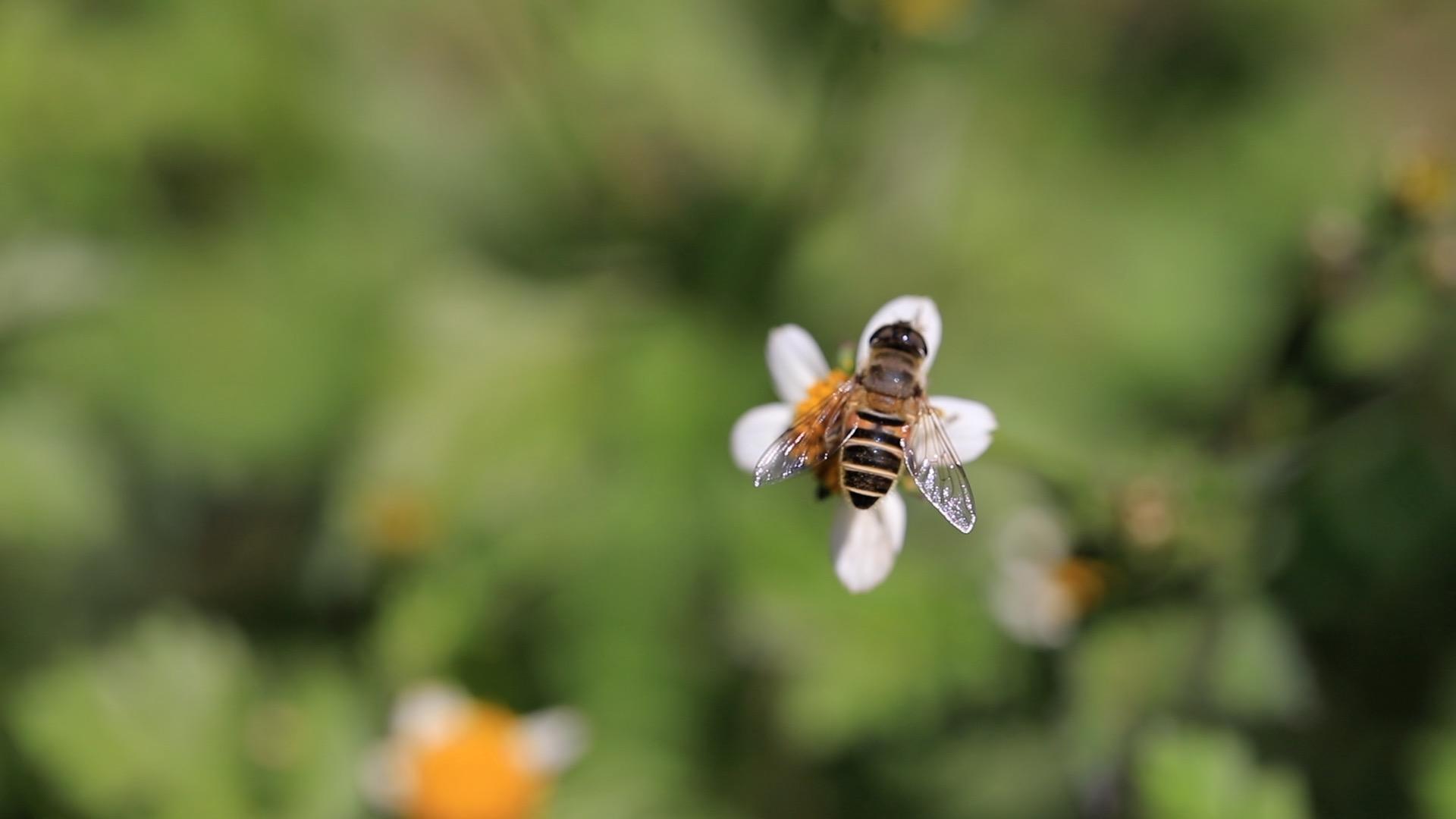 花儿与蜜蜂视频的预览图