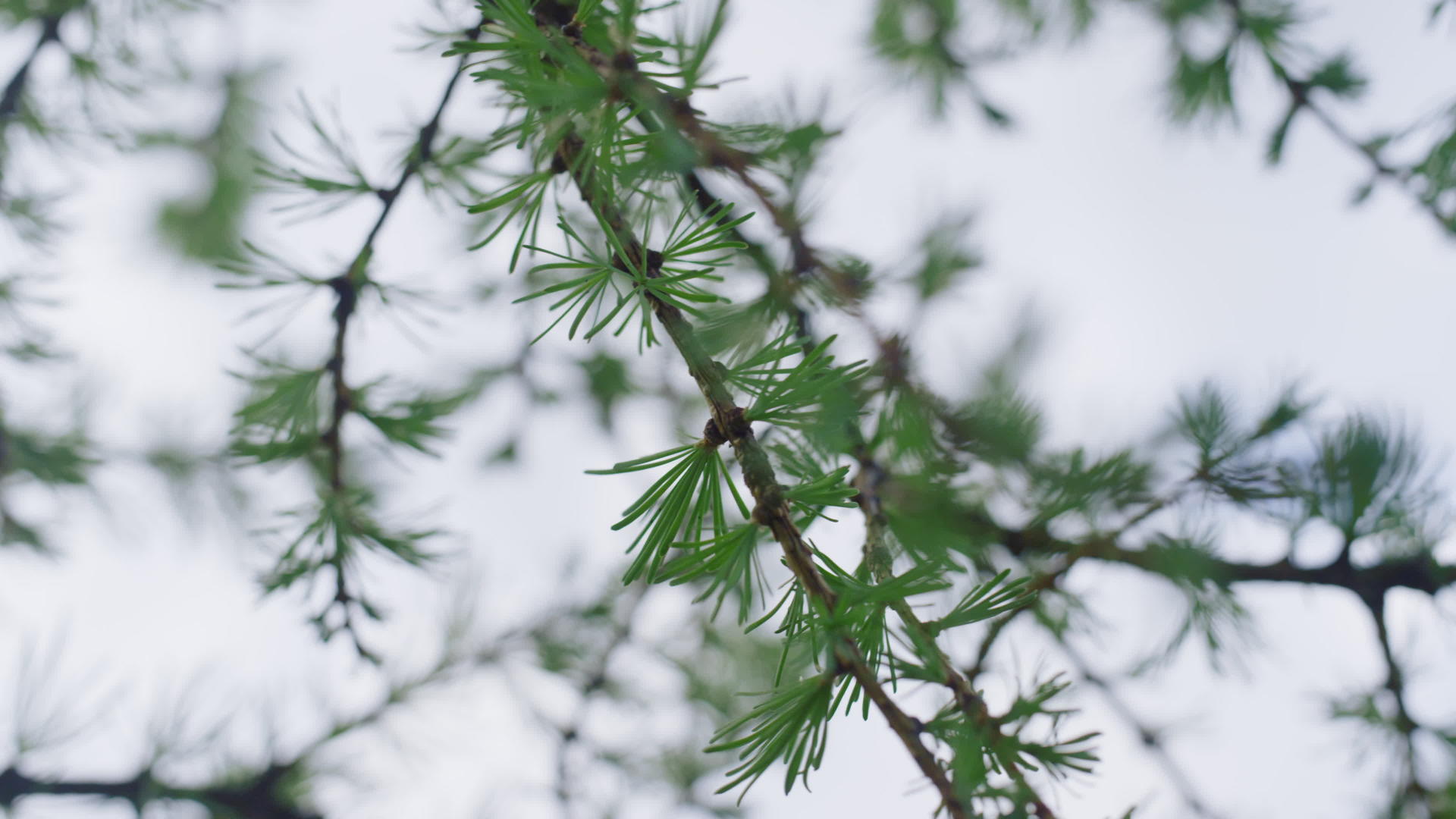 云杉针在树枝上的特写镜头视频的预览图