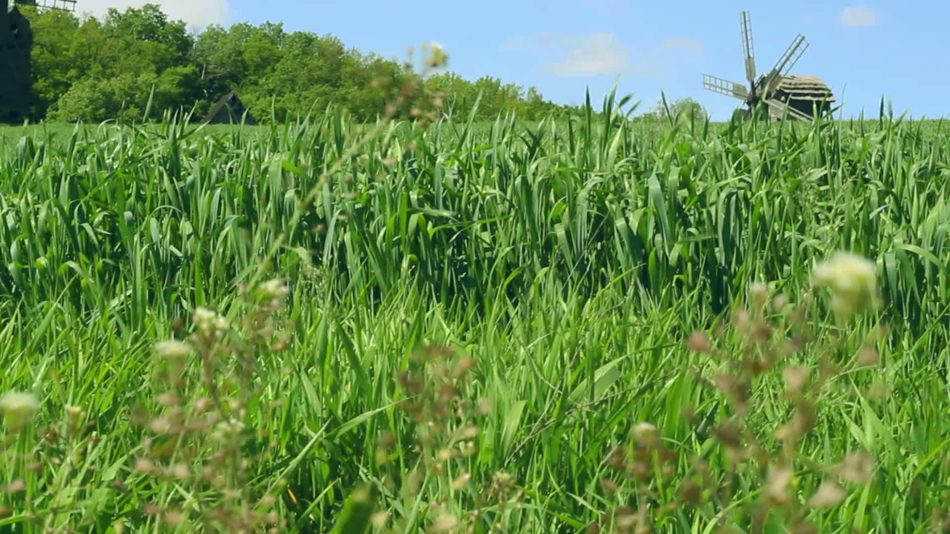 夏季田地风车在绿树附近的历史视频的预览图