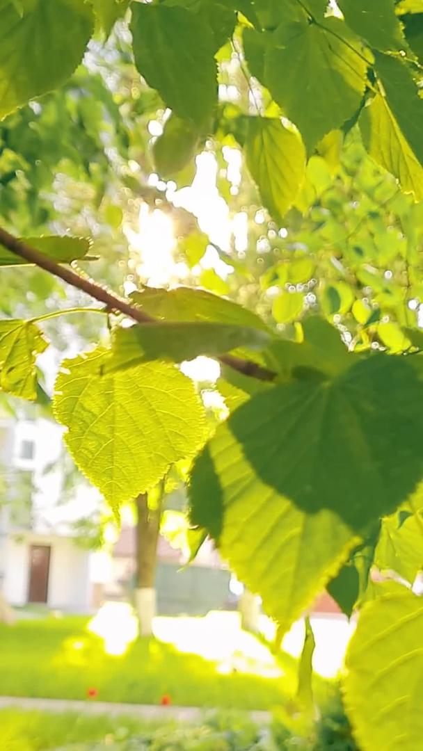 夏日的阳光透过树叶洒下视频的预览图