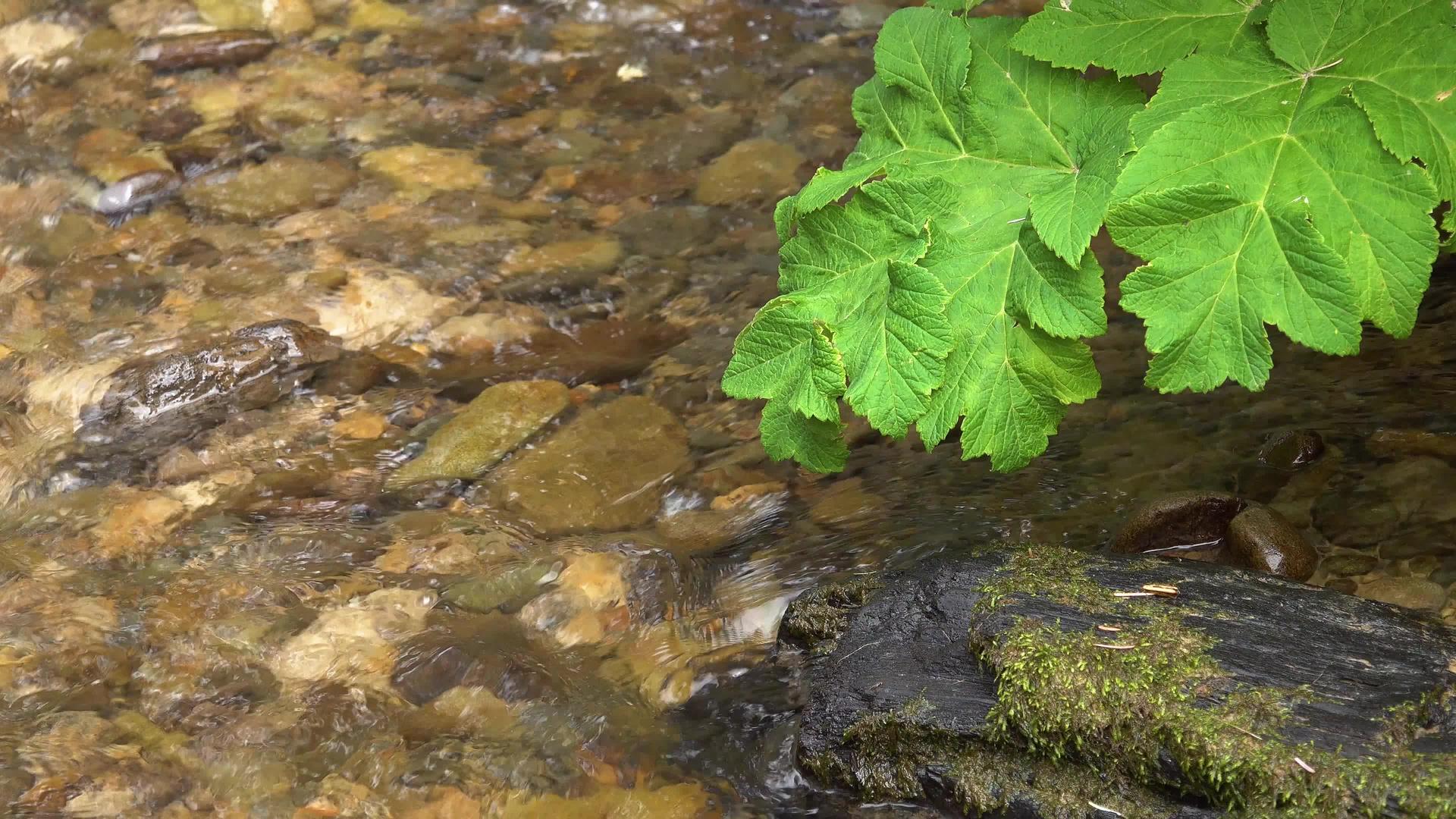 雨林中的小溪瀑布太平洋海岸奥林匹克国家公园视频的预览图