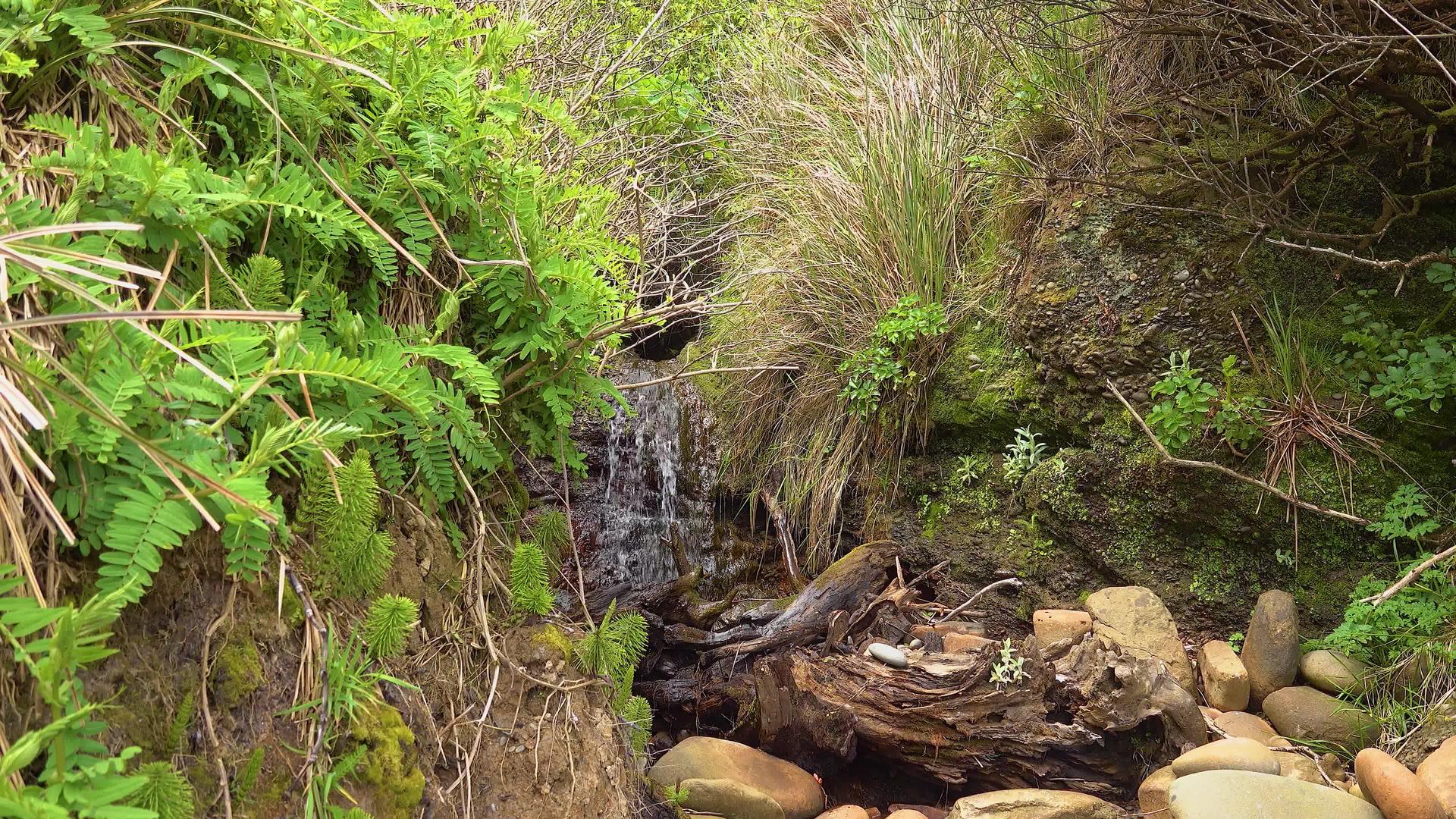 雨林中的小溪瀑布太平洋海岸奥林匹克国家公园视频的预览图