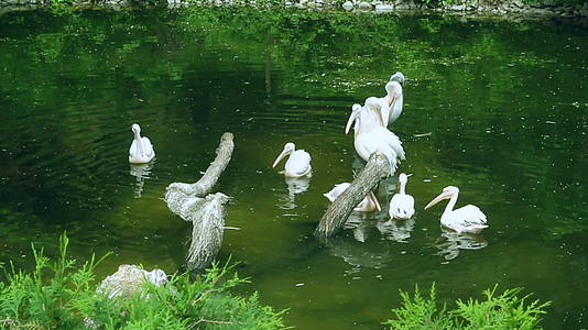 白在湖中游泳鸟类野生动物一群水禽在中游视频的预览图