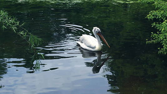 龙在动物公园湖游泳动物园鸟和水反射视频的预览图