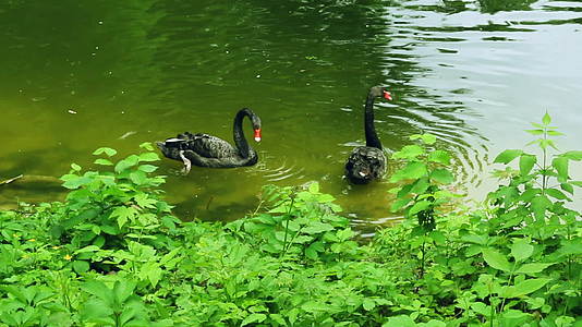 在绿水动物园池中游泳的黑天鹅视频的预览图