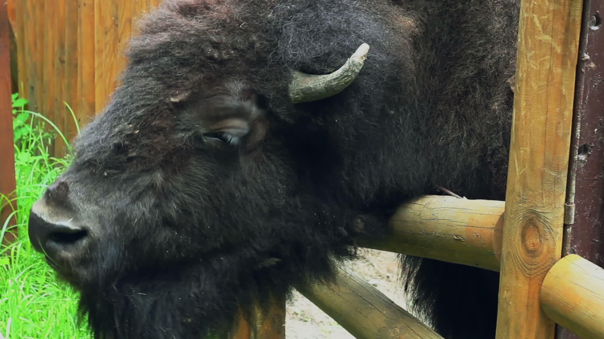 大棕色哺乳动物野牛在围栏后面的动物园里有角兽视频的预览图