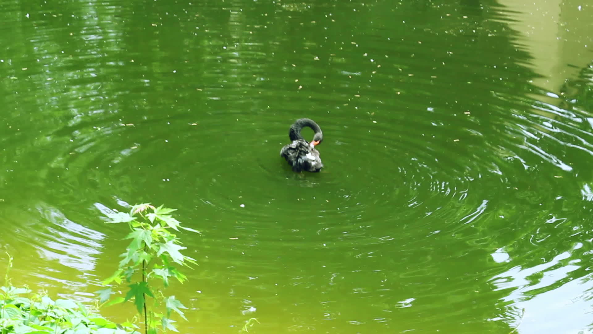绿水中游泳的黑天鹅视频的预览图