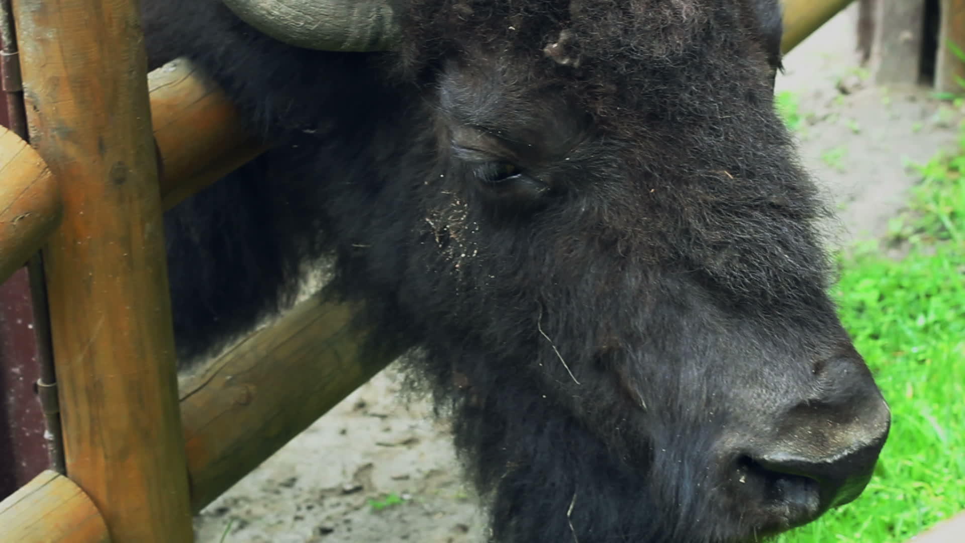 Bison头部动物园野牛头部围栏后动物头部关闭野牛视频的预览图