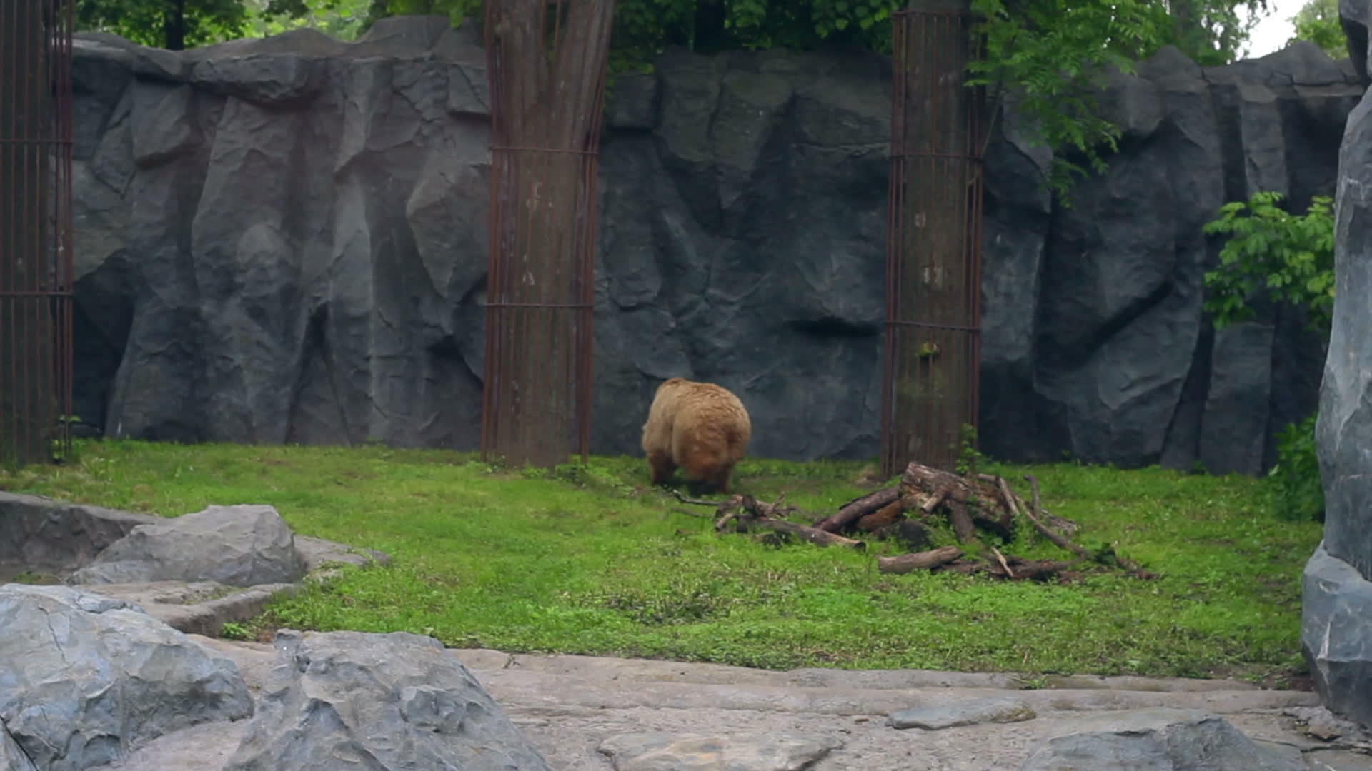 在栅栏后面的动物园里棕熊视频的预览图