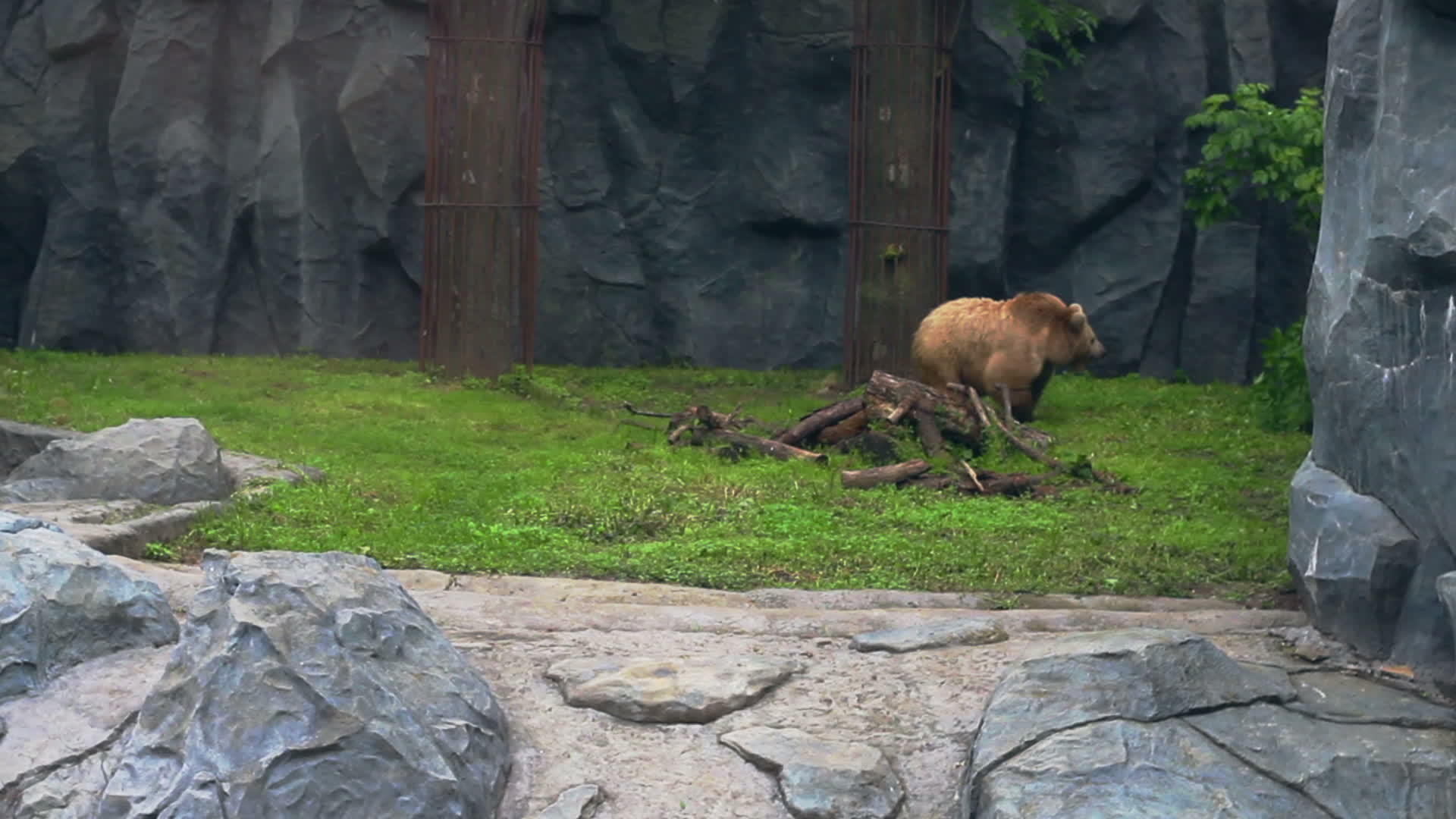绿草上的棕熊是强大的ursusarctos视频的预览图