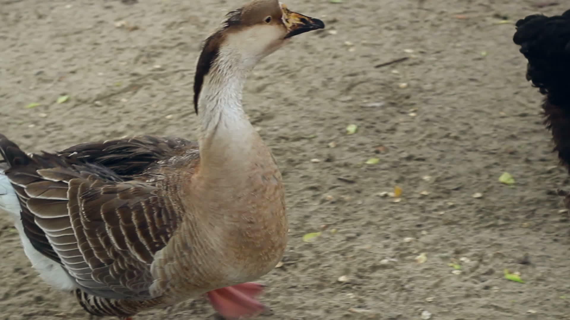 动物园池塘附近走动的灰鹅被鸽子包围视频的预览图