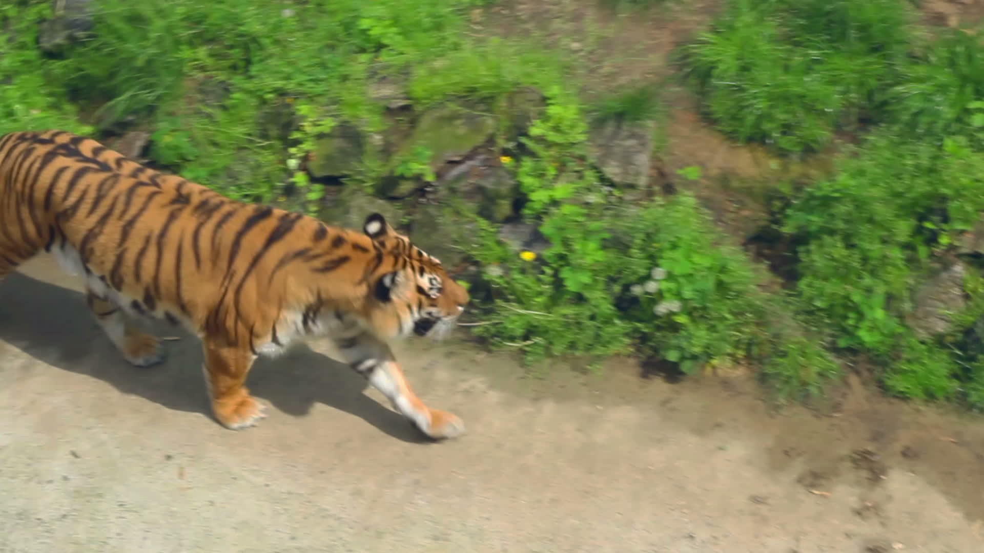 在动物园里西伯利亚虎在草地上行走视频的预览图