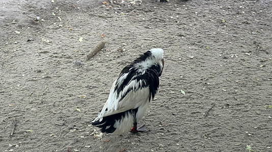 在动物公园里黑白野鸭清洗翅膀和羽毛视频的预览图
