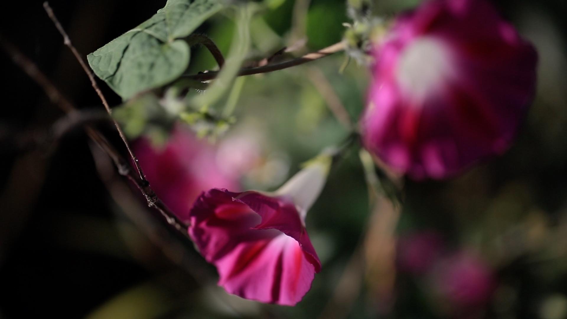 各色花朵合集1080p视频的预览图
