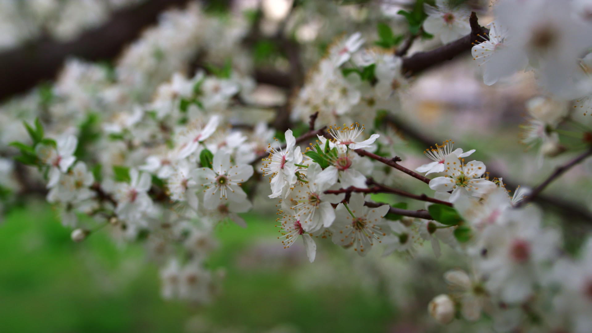 白花在樱桃树上开花视频的预览图