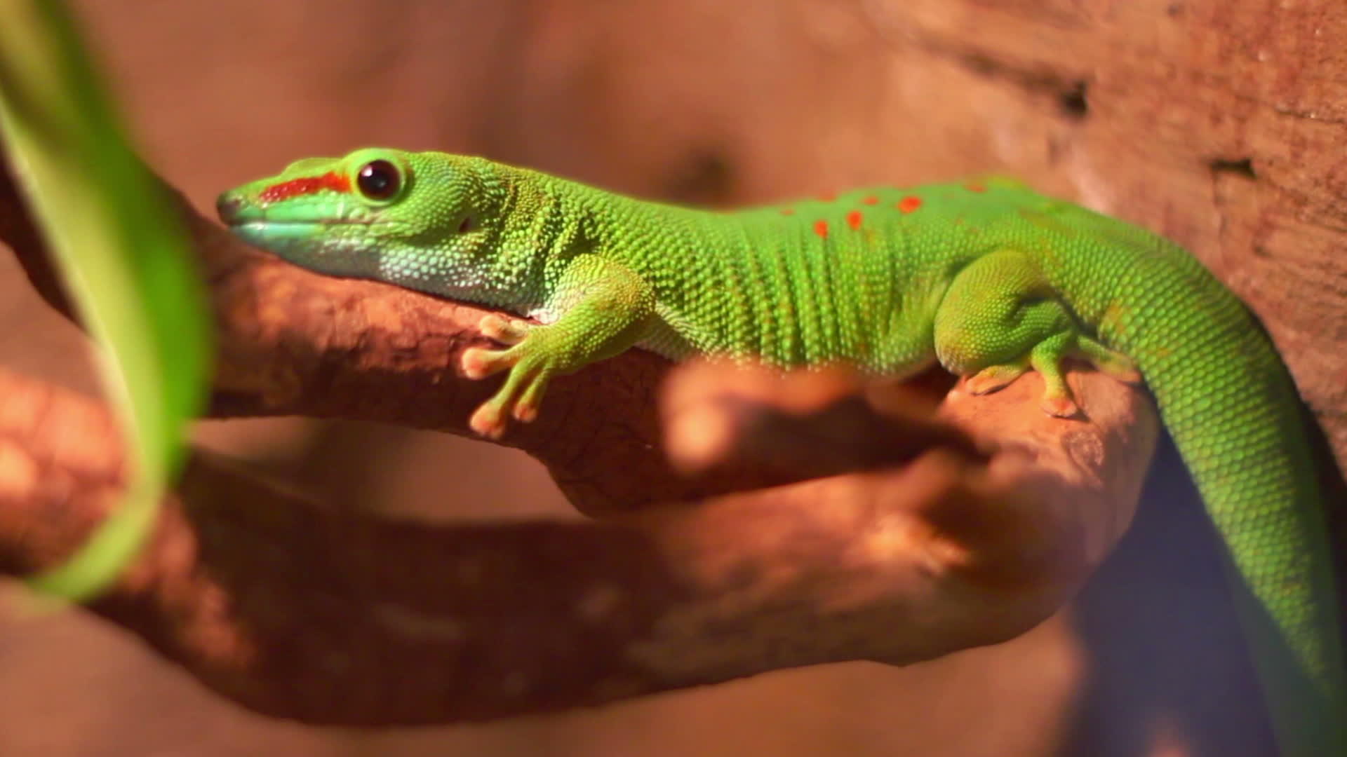 动物园天体中的爬行动物焦耳马壁虎蜥蜴关闭麦加斯卡蜥蜴视频的预览图
