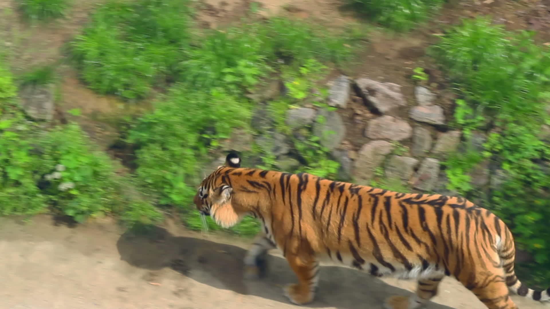 动物园里的野生老虎动物公园里的食肉动物视频的预览图