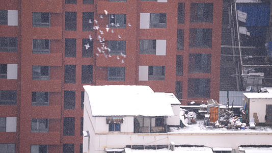 慢镜头升格拍摄4k素材冬天飘雪中飞翔的鸽子雪景4k素材视频的预览图