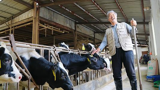 奶牛养殖场的主人开心地笑着视频的预览图