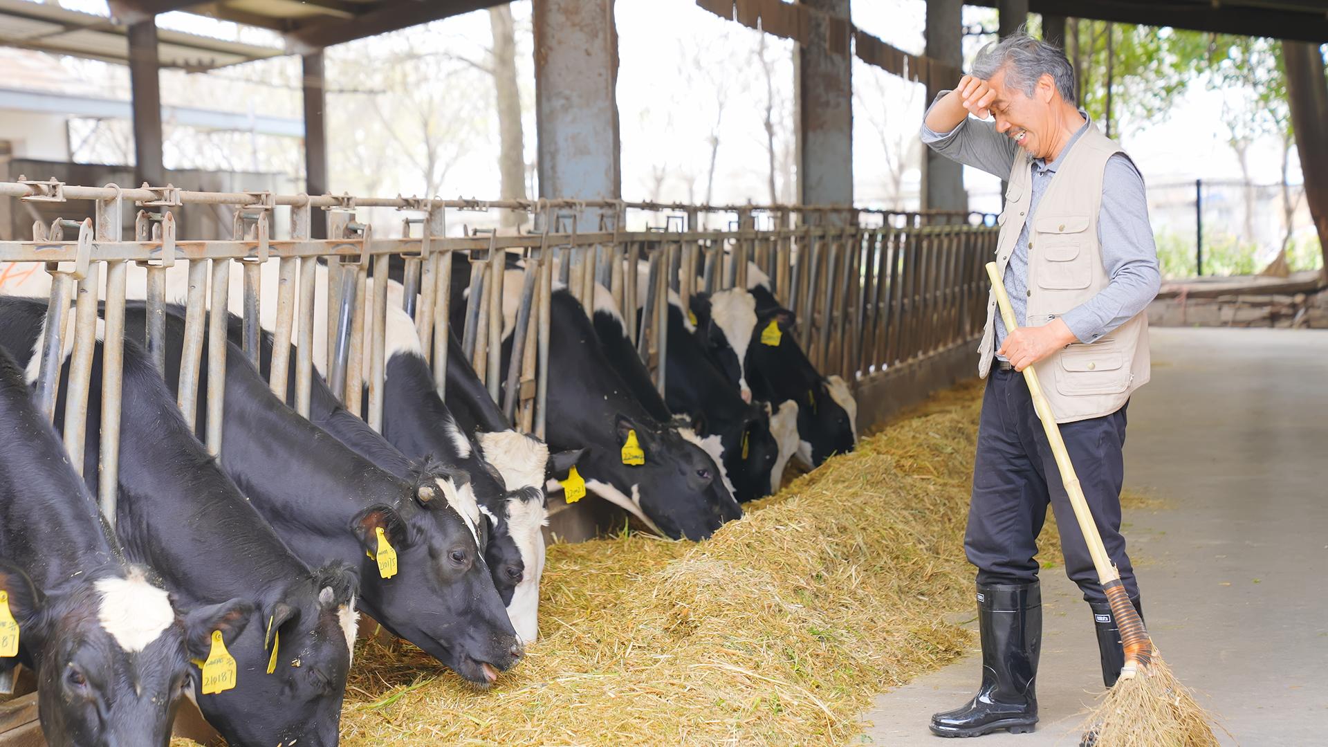 奶牛养殖场主打扫打扫打理视频的预览图