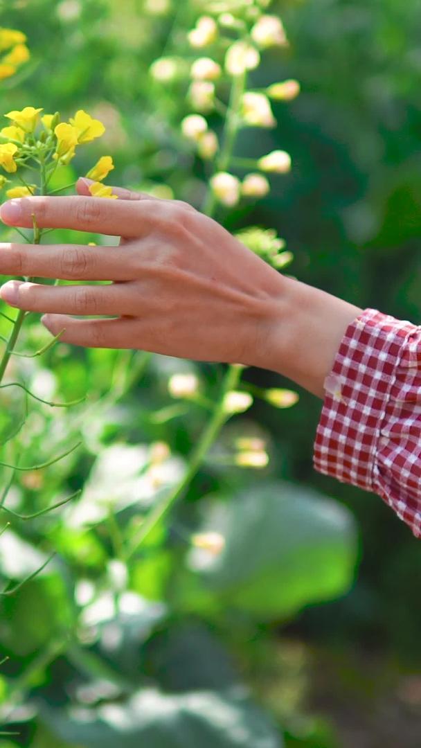 春季妇女手抚摸盛开的油菜花视频的预览图