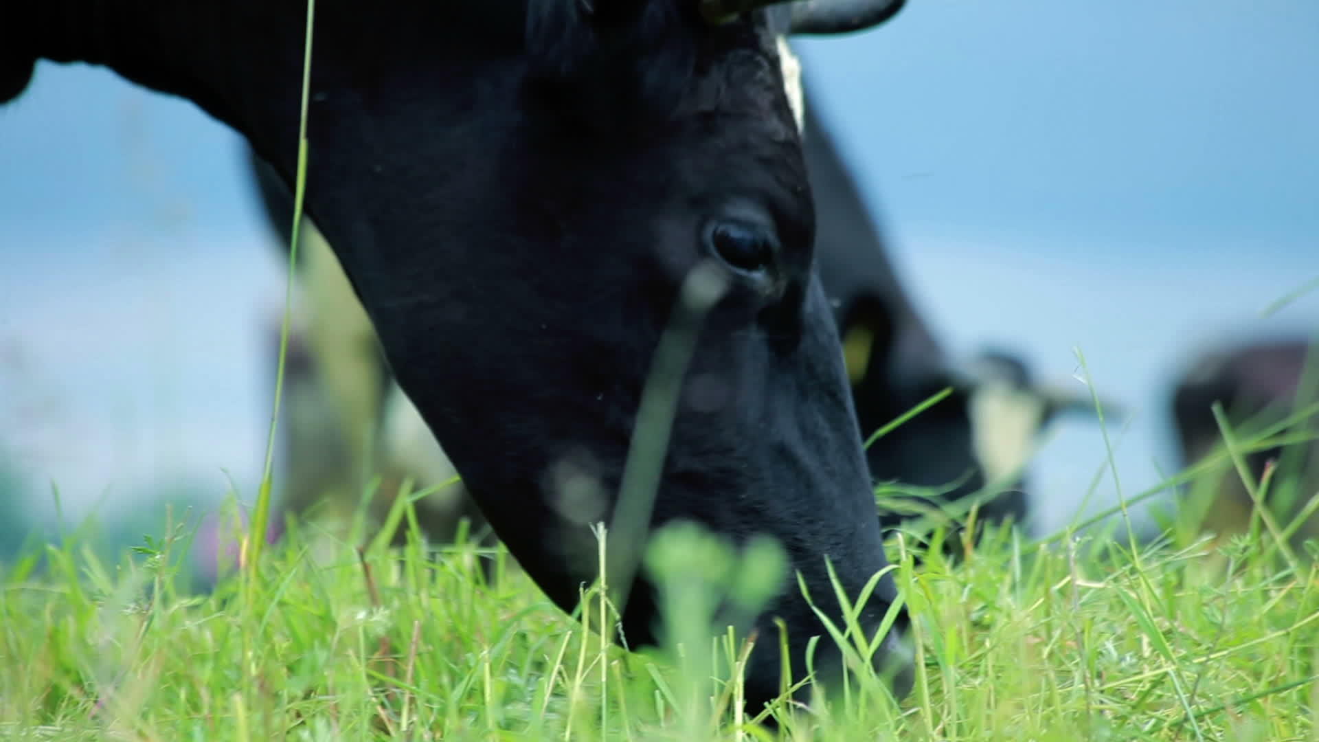 奶牛农场放牧荷斯坦脸田放牧视频的预览图