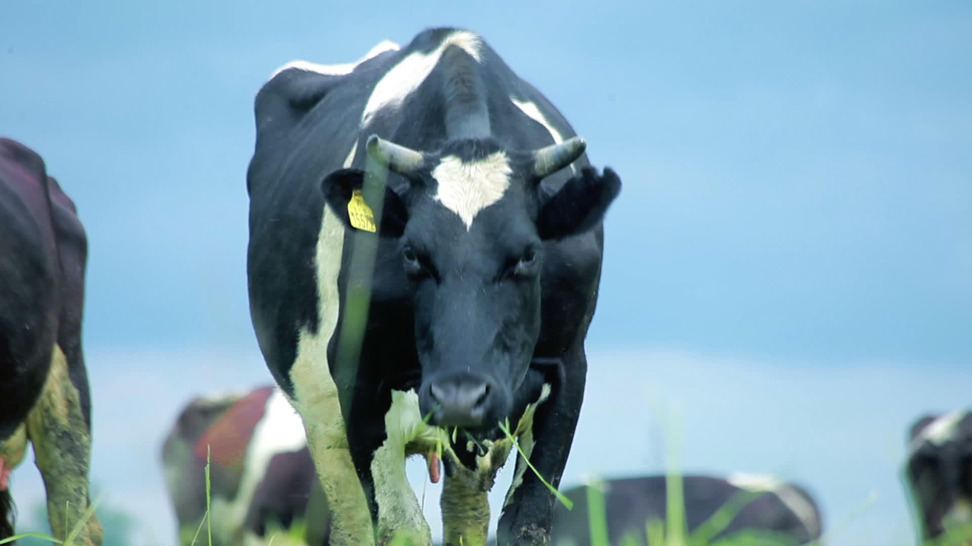 奶牛场放牧奶牛在田间放牧牛视频的预览图