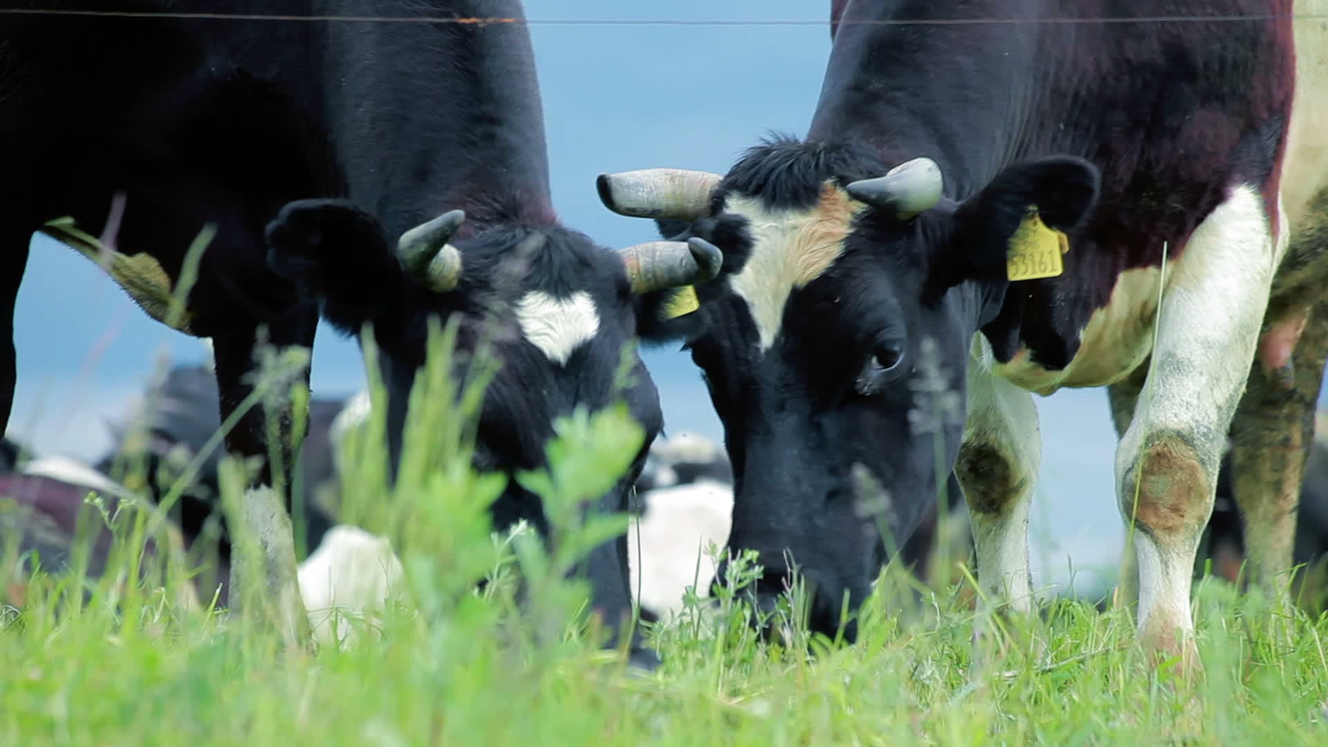 奶牛放牧农田食草视频的预览图
