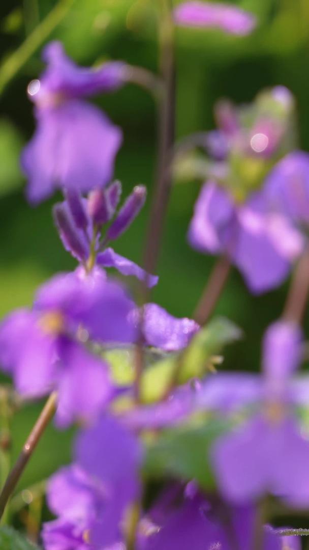 春花季紫色牵牛花素材视频的预览图