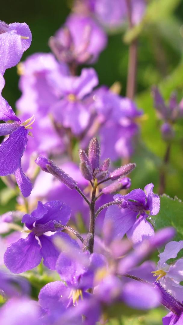 春花季紫色牵牛花素材视频的预览图