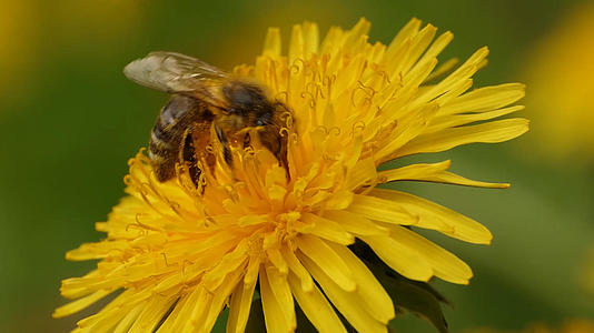 蜜蜂摄影视频的预览图