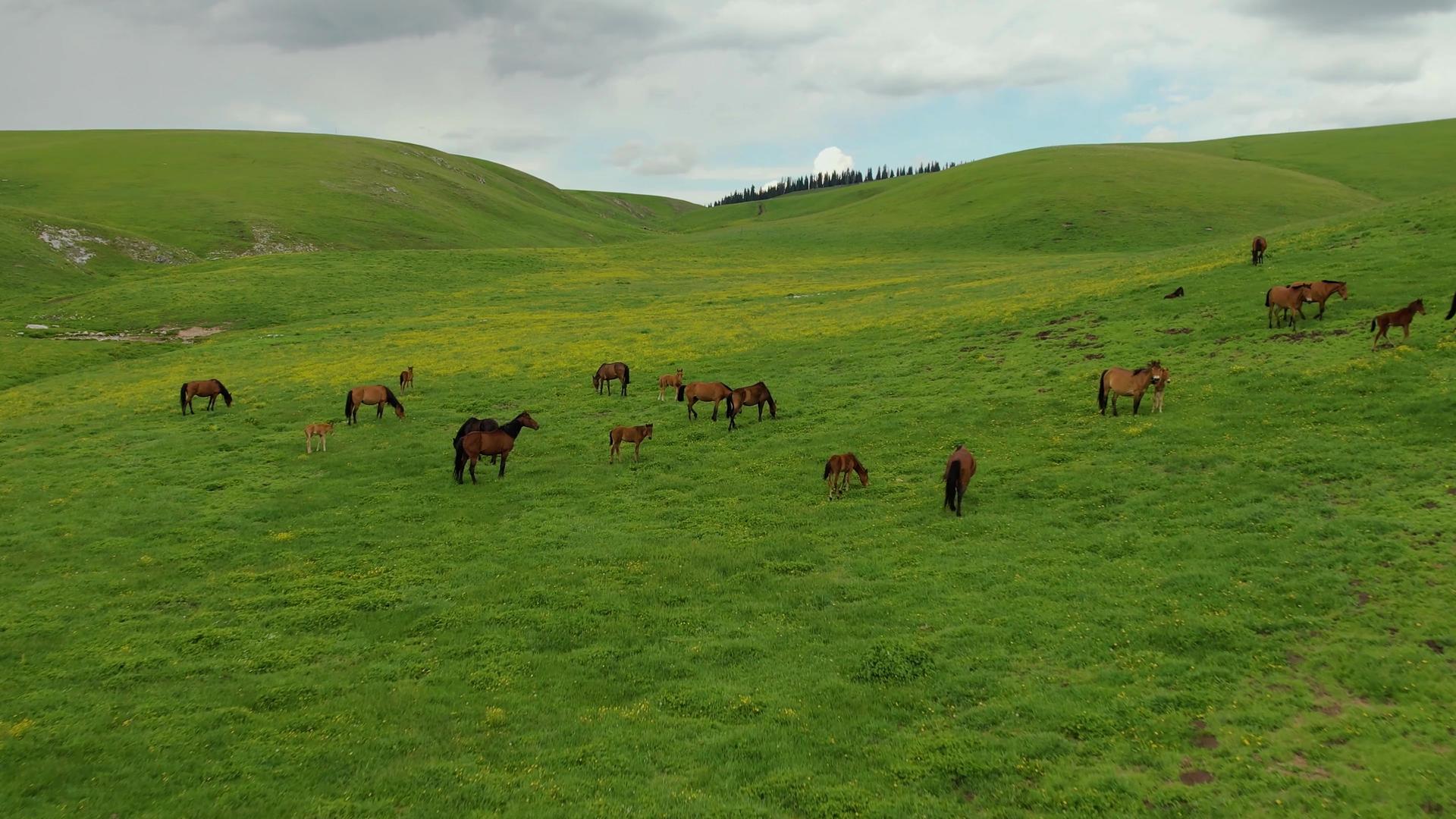 5A喀拉峻草原上散落的马群航拍视频视频的预览图