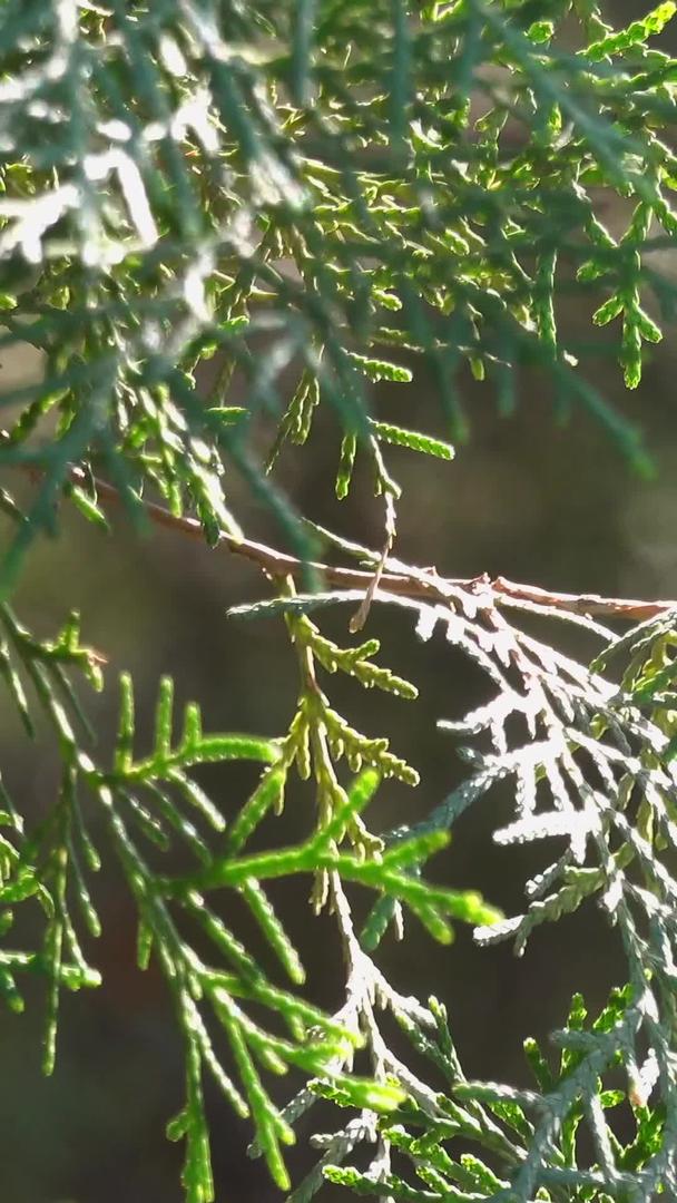 春天自然风光随风摇曳的柏树枝视频集合视频的预览图