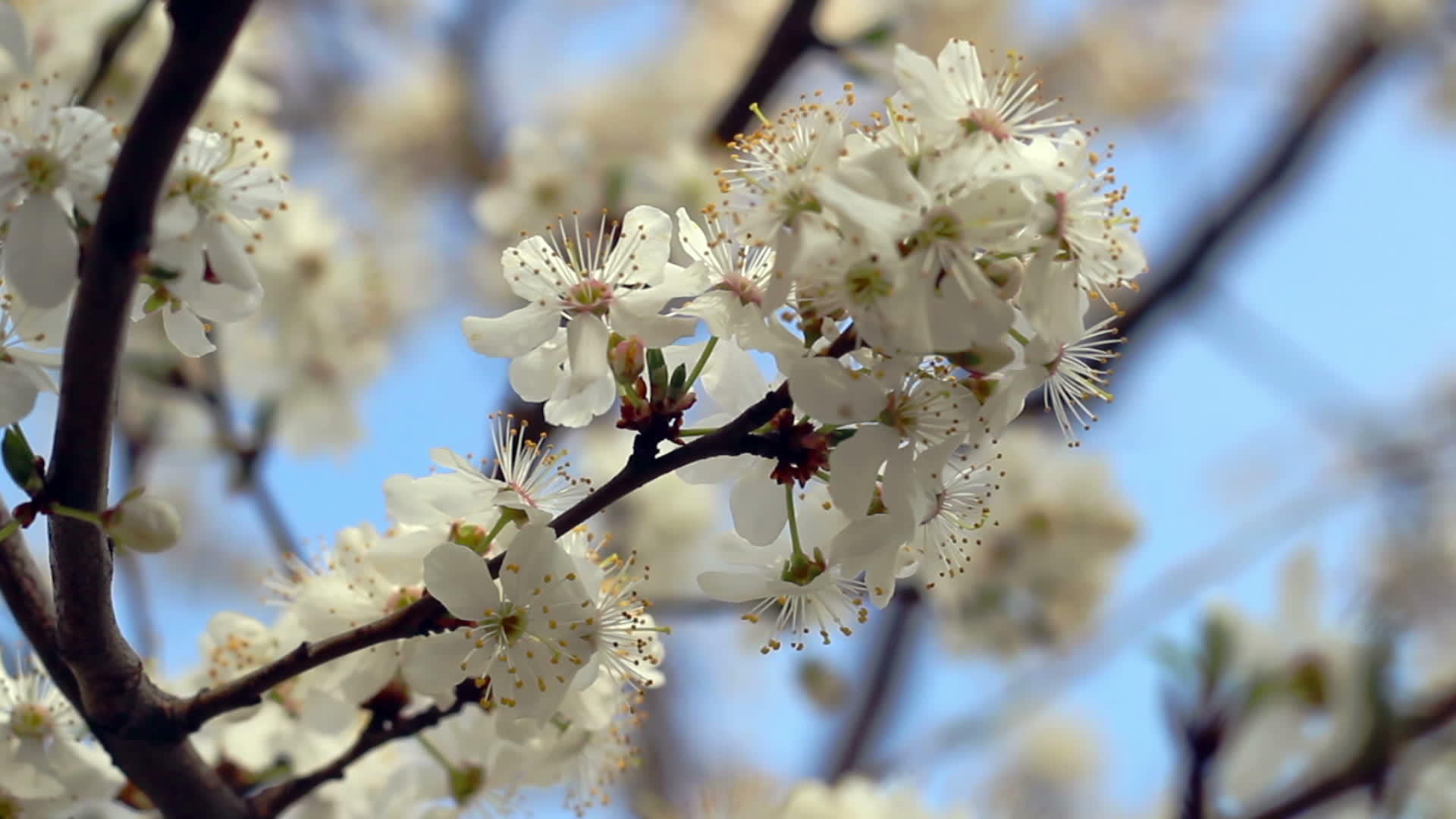 树枝上的春花鲜花关闭蓝天视频的预览图