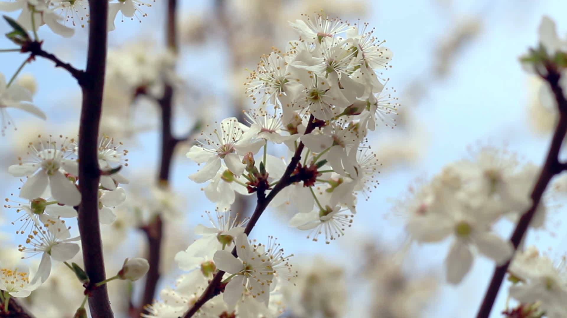 春天樱花盛开的树上的樱花视频的预览图