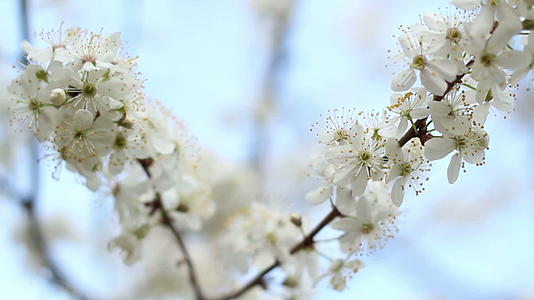 樱桃树的两根枝子春天有花枝盛开视频的预览图