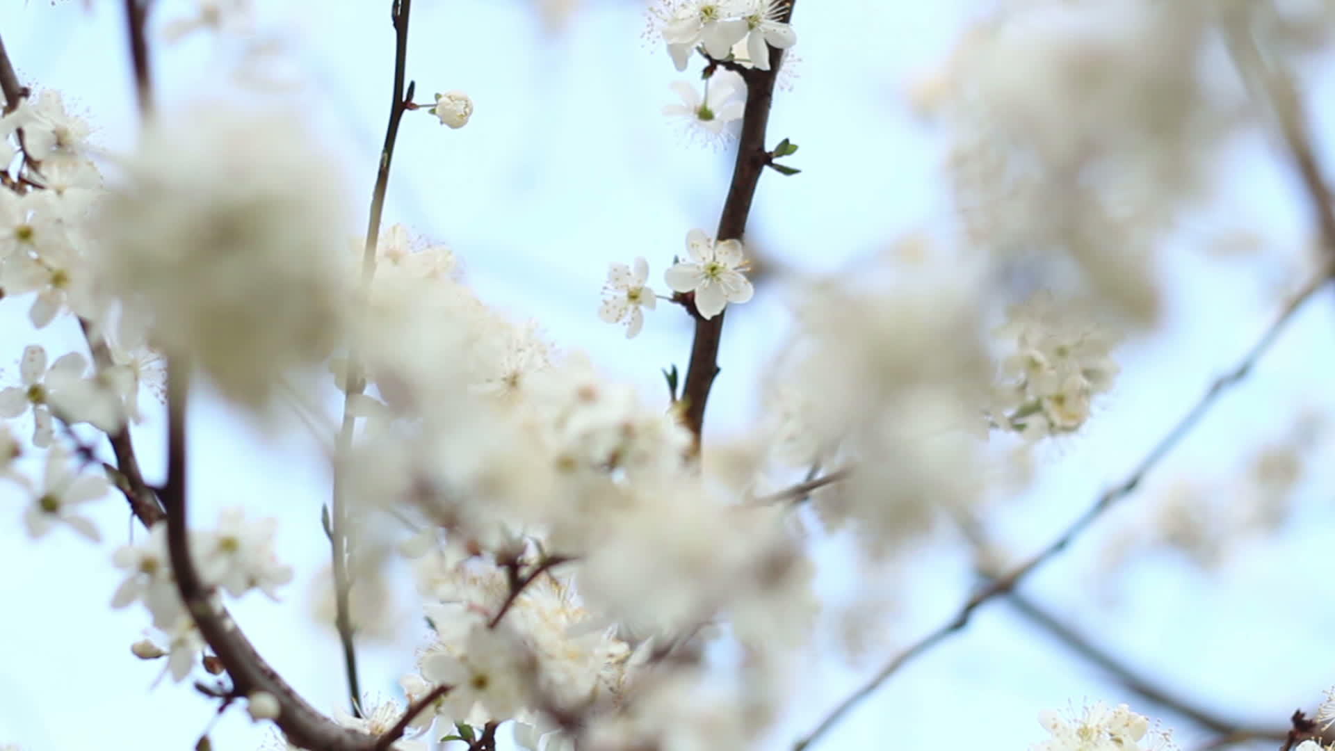 树上的春花在天空的背景下树上樱桃枝的白花视频的预览图