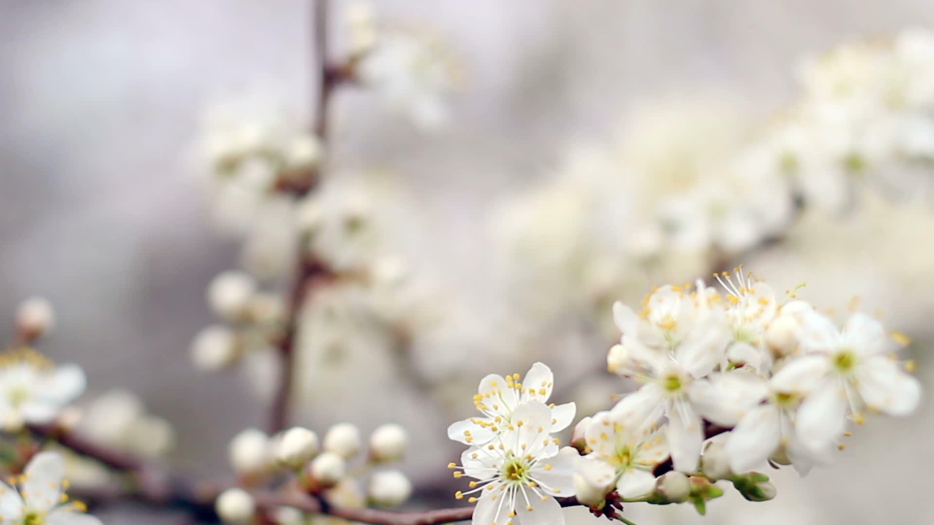樱花树在春天的背景下阳光明媚视频的预览图