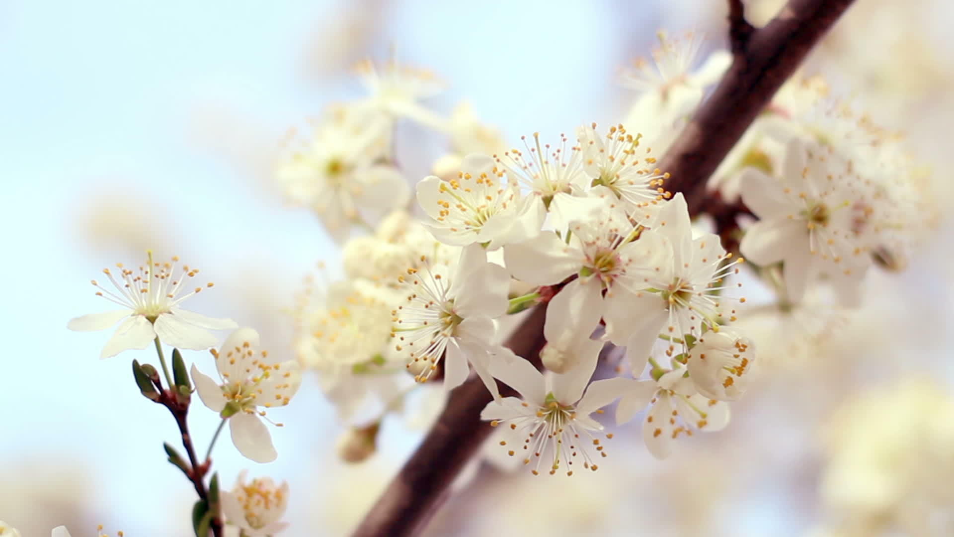 樱桃树开花缝合明亮的樱桃花视频的预览图