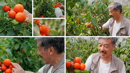 农民检查大棚西红柿合集视频的预览图